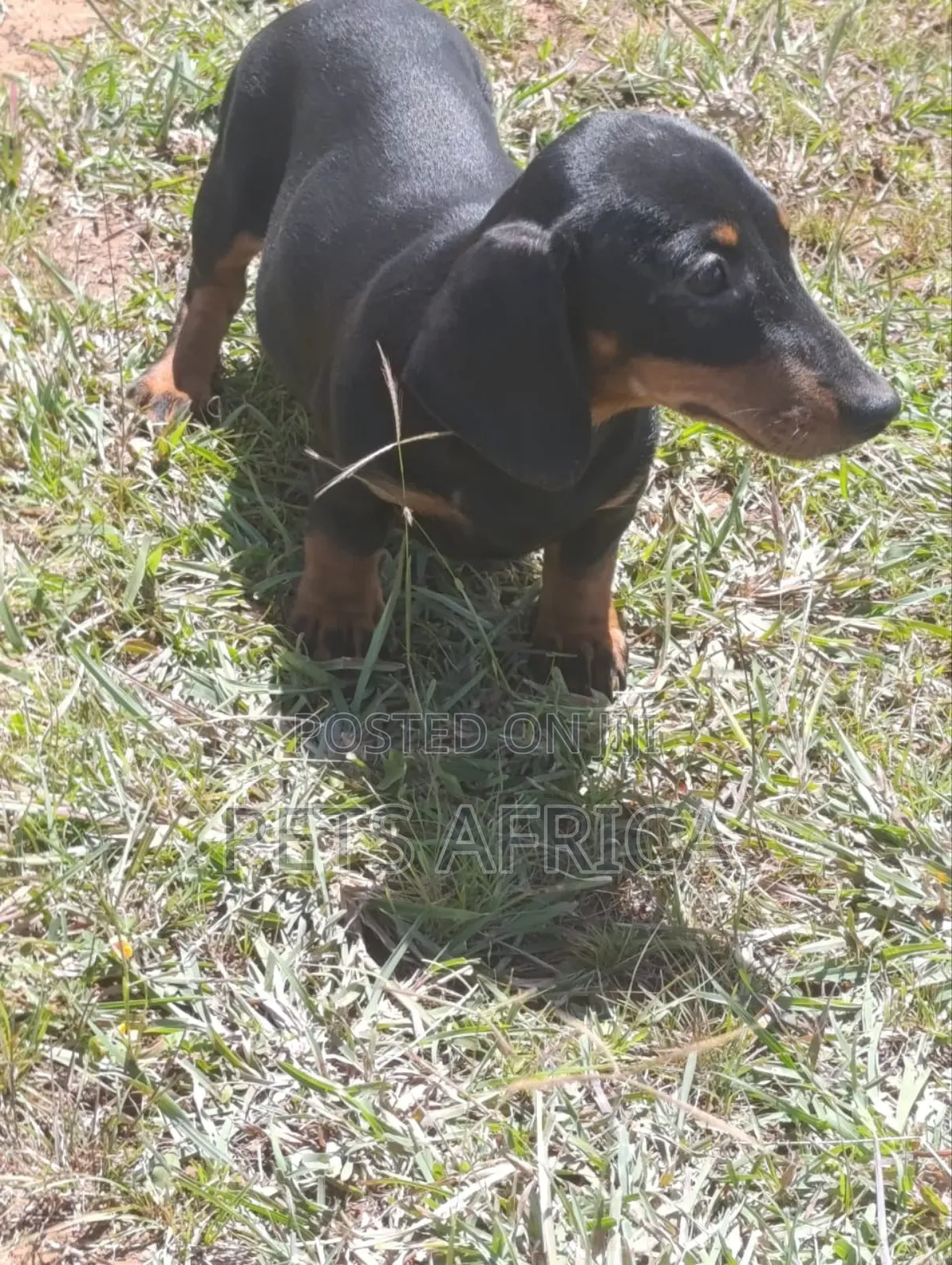 1-3 months Female Purebred Dachshund