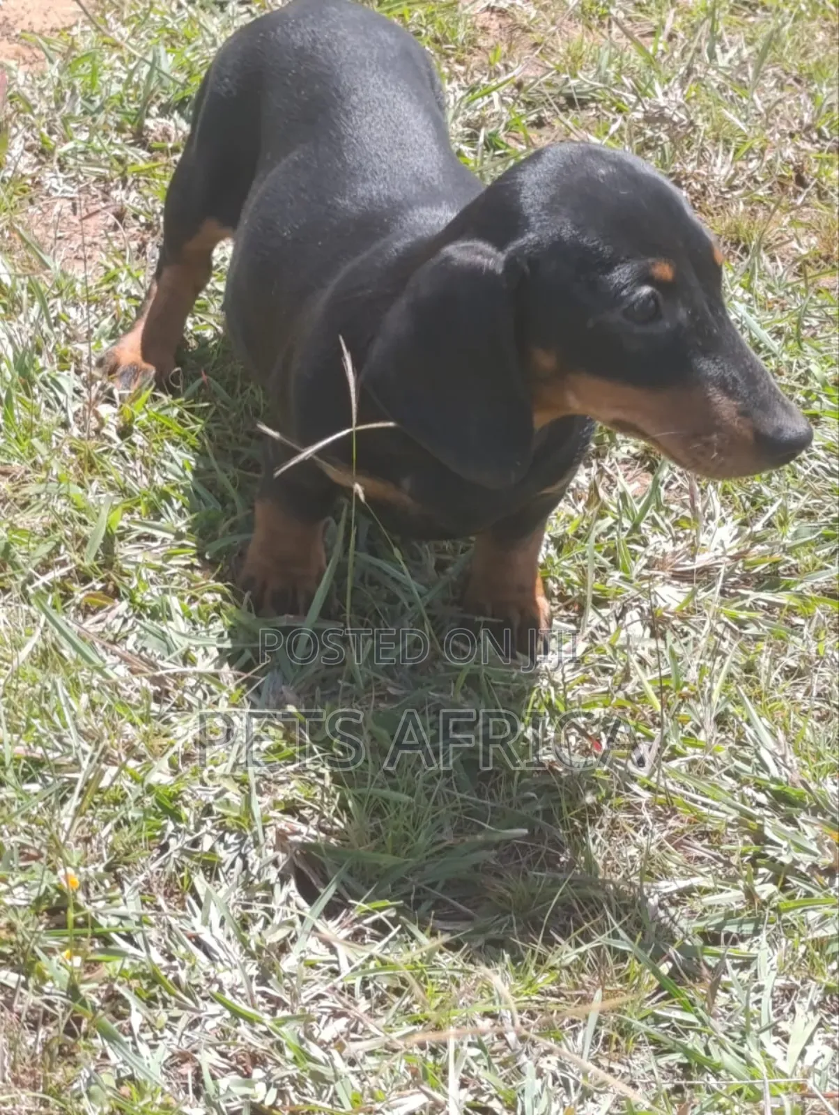 1-3 months Female Purebred Dachshund