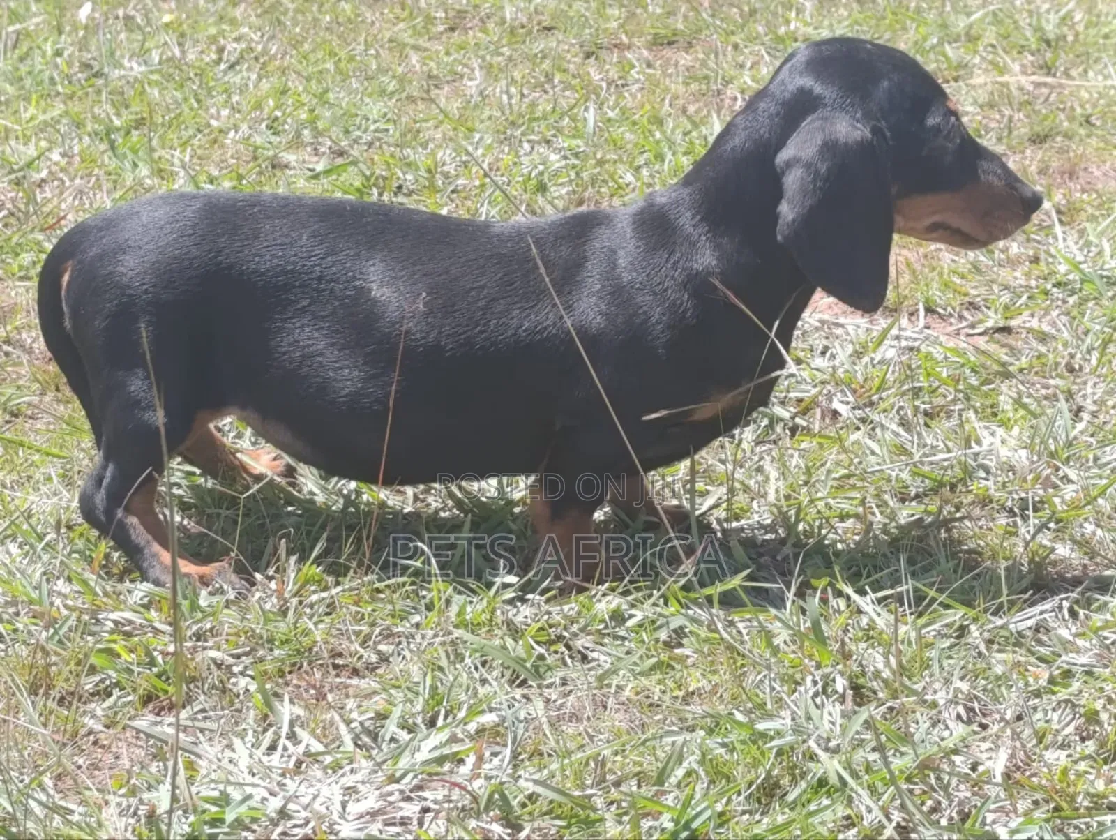 1-3 months Female Purebred Dachshund