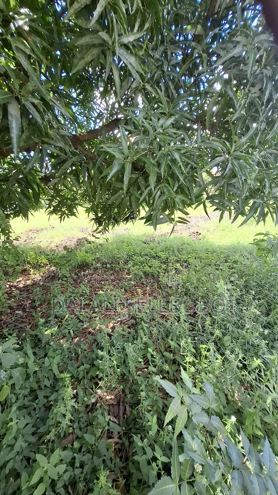 Corner Plot at Mbweni and House Inside