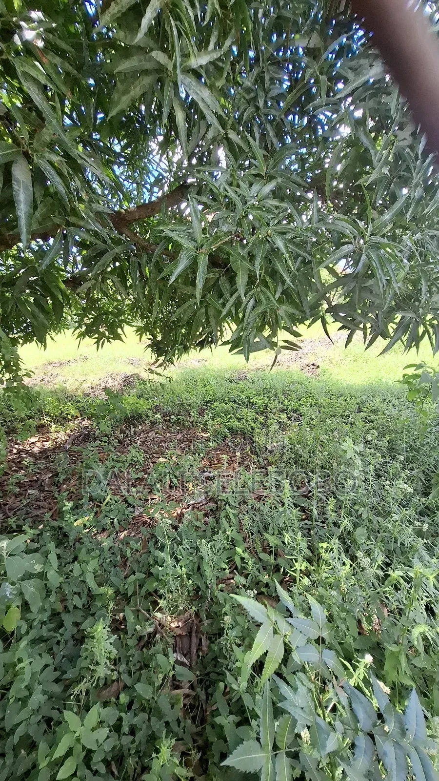 Corner Plot at Mbweni and House Inside
