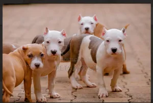 1-3 months Female Purebred American Pit Bull Terrier