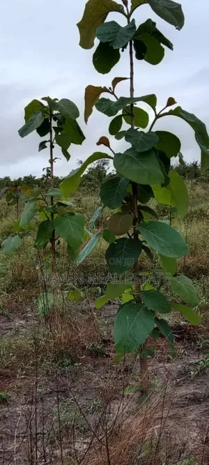Eneo La Uwekezaji Linauzwa Mkuranga