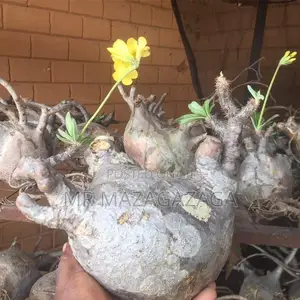 Farm Plant