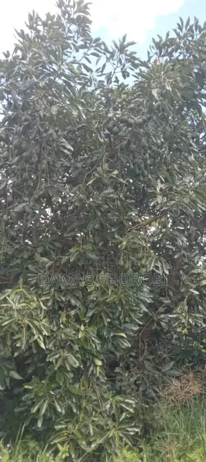 Shamba Kubwa La Palachichi Linauzwa Njombe