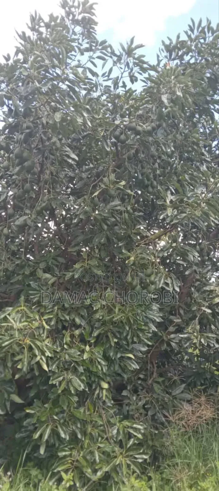 Shamba Kubwa La Palachichi Linauzwa Njombe