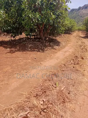 Shamba Kubwa La Palachichi Linauzwa Njombe