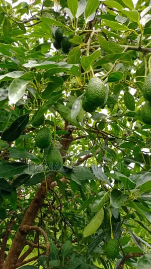 Shamba Kubwa La Palachichi Linauzwa Njombe