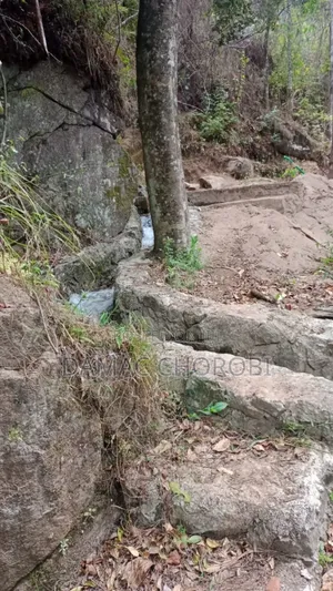 Shamba Kubwa La Palachichi Linauzwa Njombe