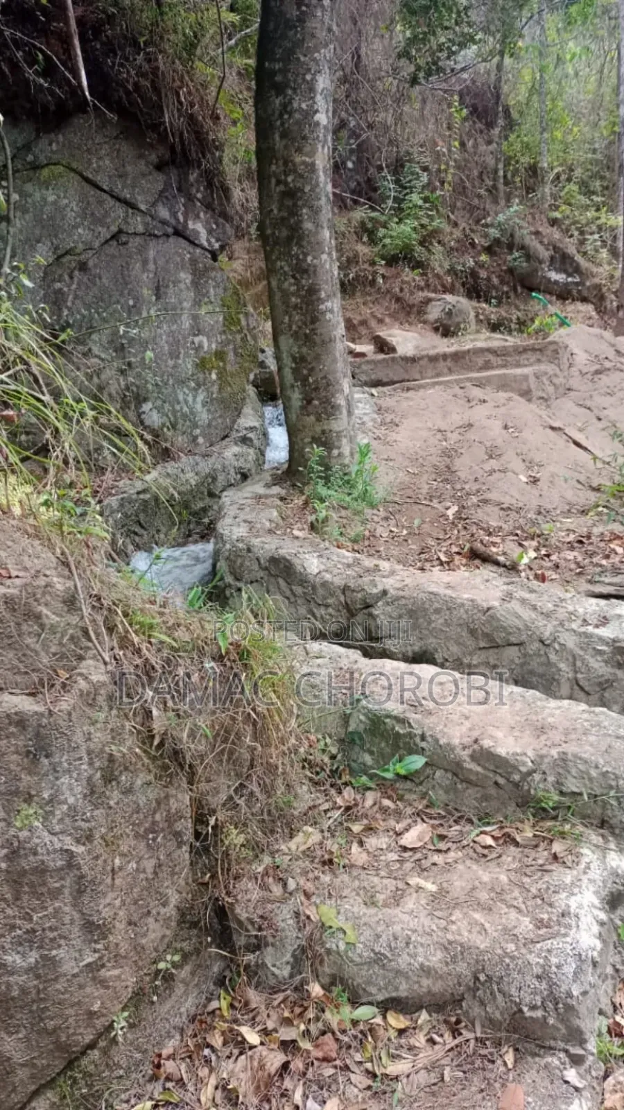 Shamba Kubwa La Palachichi Linauzwa Njombe