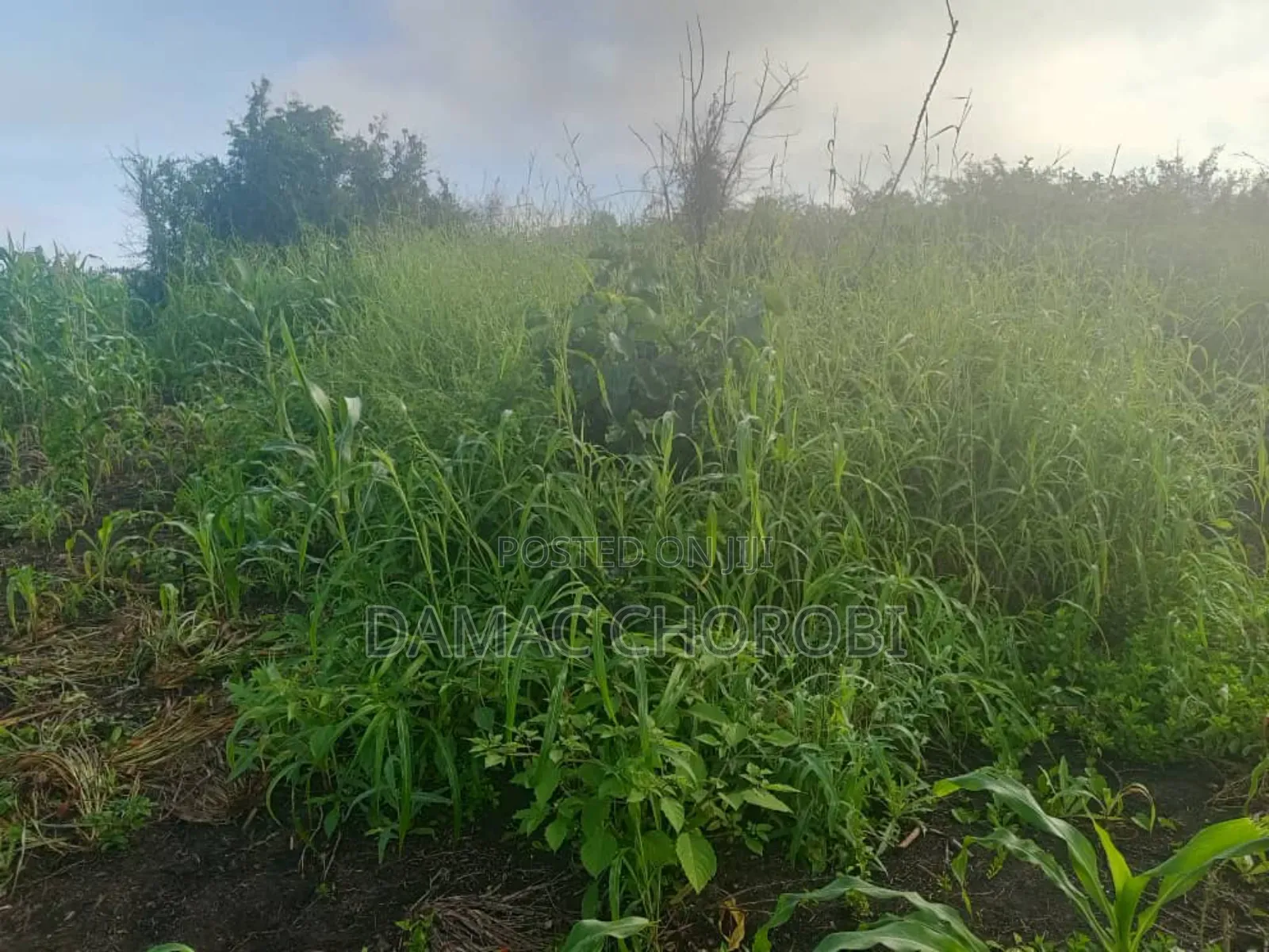 Shamba Acre 5 Zinauzwa Bago Kiwangwa