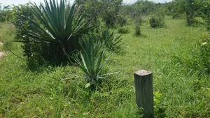 Shamba La Ekri 50 Fukayosi Bagamoyo