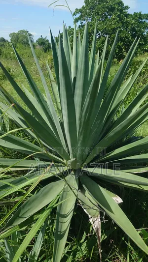 Shamba La Ekri 50 Fukayosi Bagamoyo