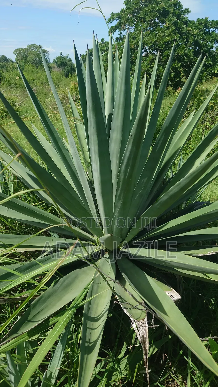 Shamba La Ekri 50 Fukayosi Bagamoyo