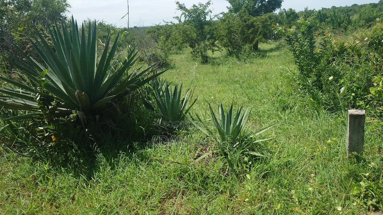 Shamba La Ekri 50 Fukayosi Bagamoyo