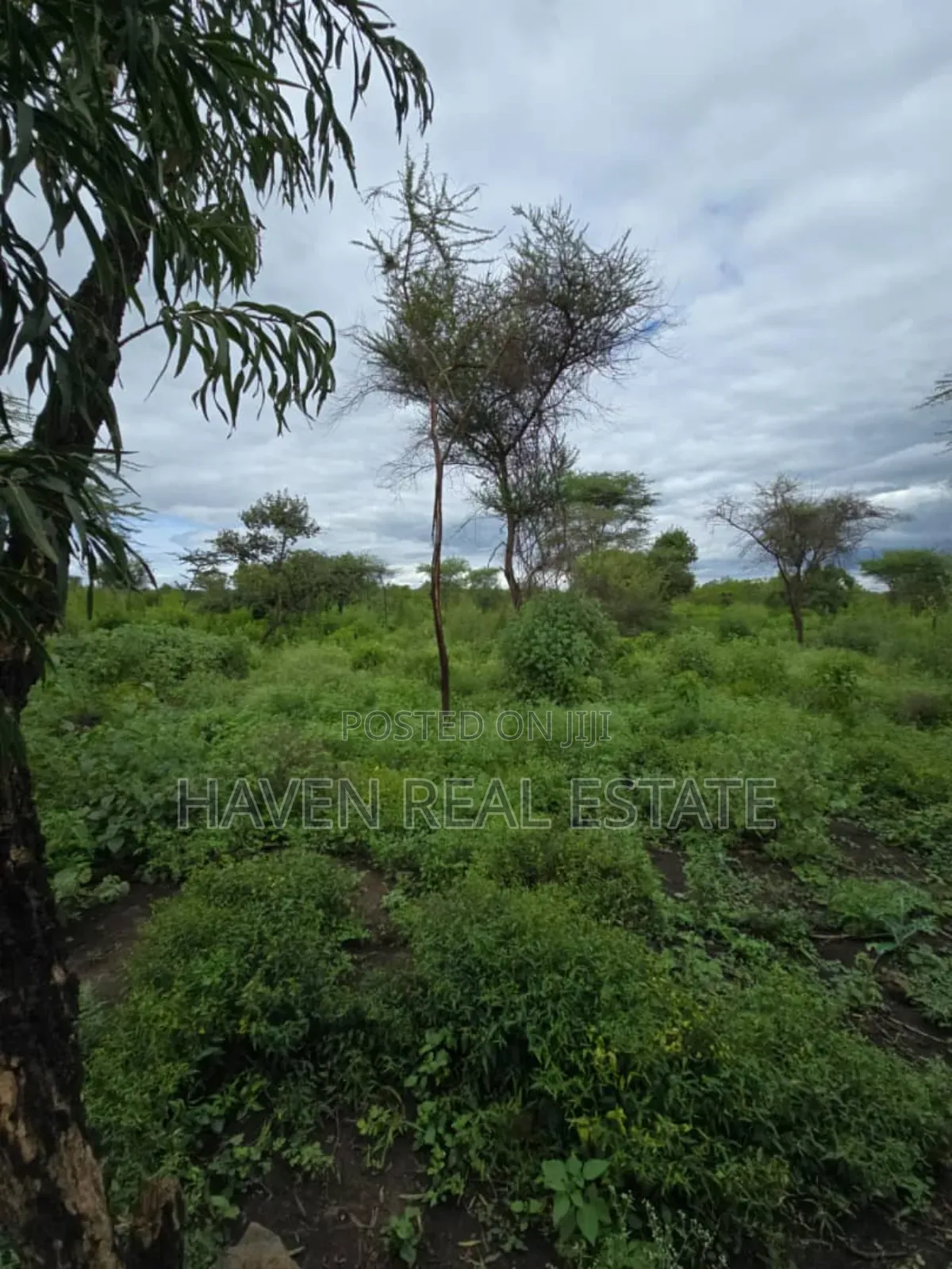 Shamba Linauzwa Usa River Arusha