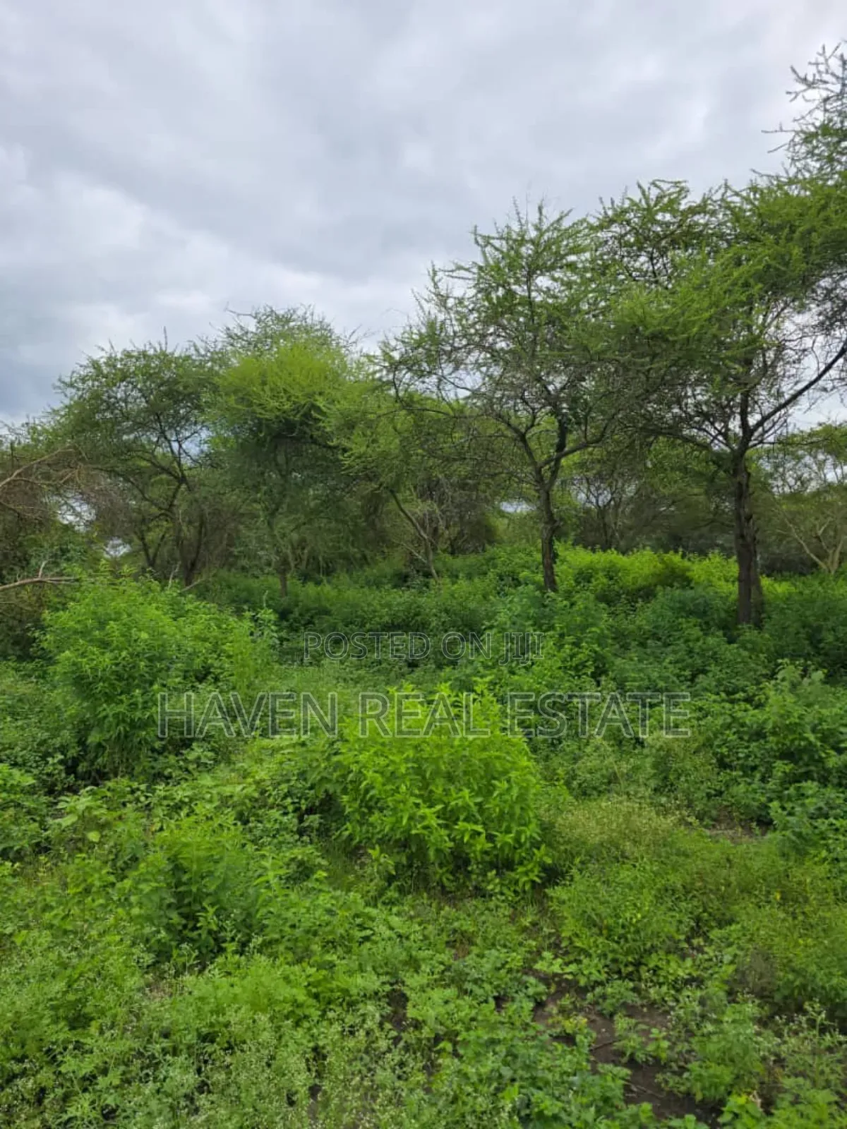 Shamba Linauzwa Usa River Arusha