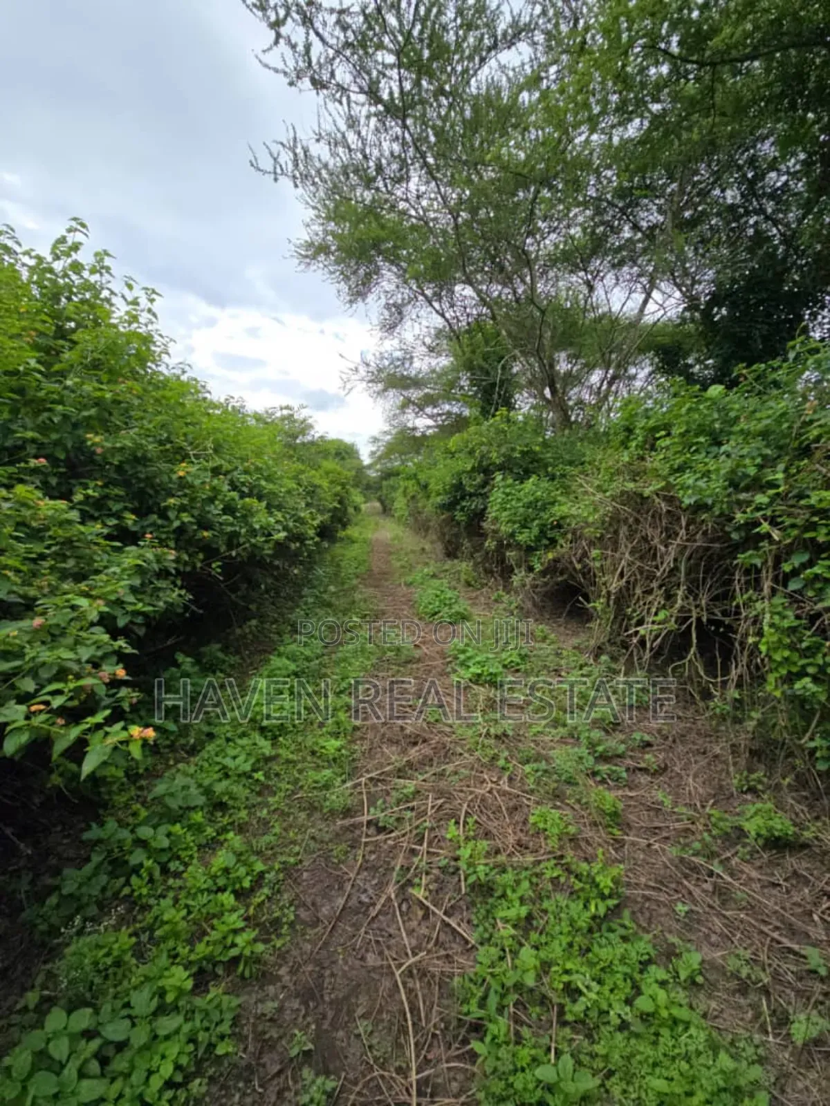 Shamba Linauzwa Usa River Arusha