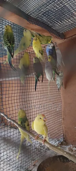 Australian Buggies Bird for Sale