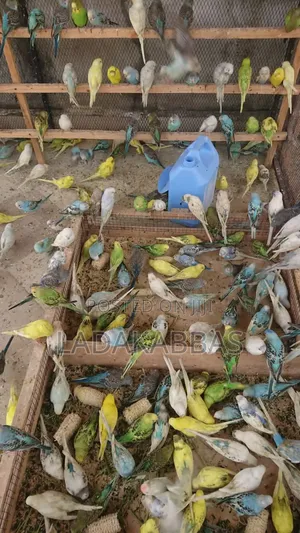 Australian Buggies Bird for Sale