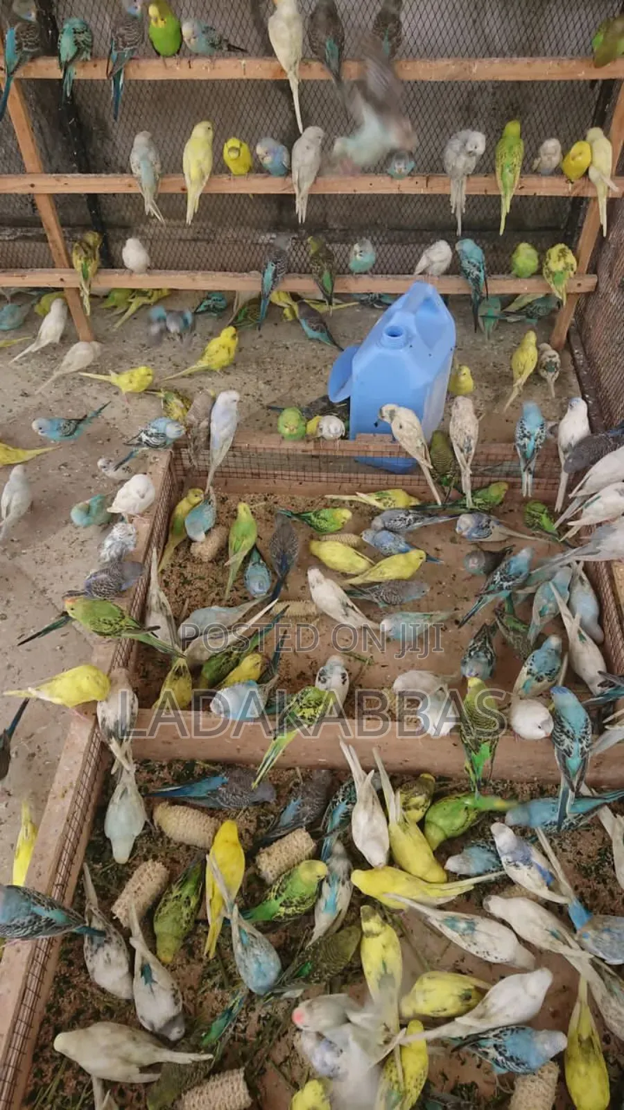 Australian Buggies Bird for Sale