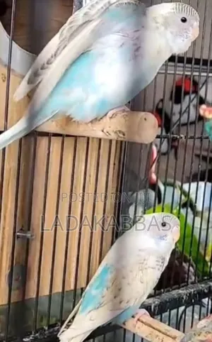 Australian Buggies Bird for Sale