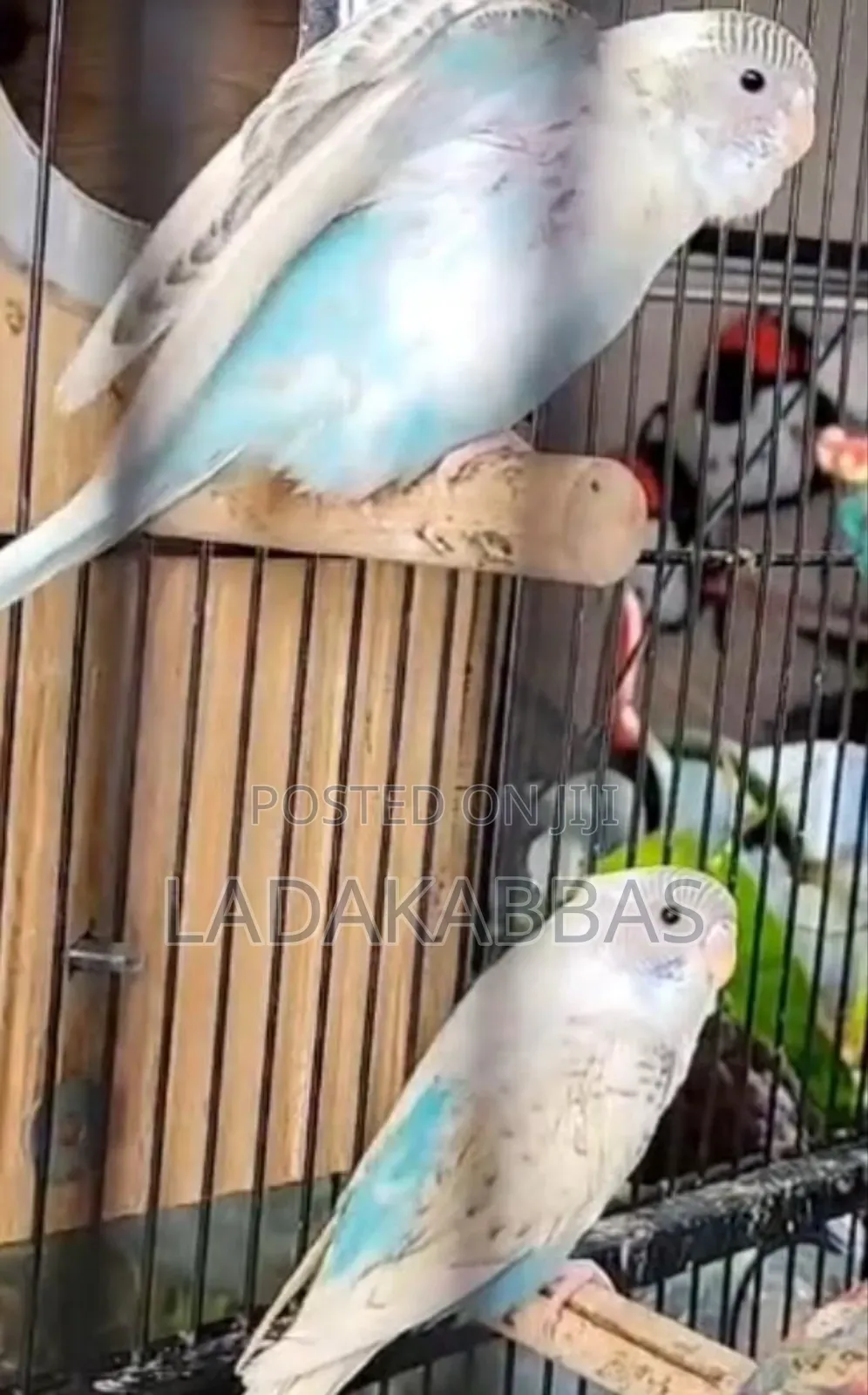 Australian Buggies Bird for Sale