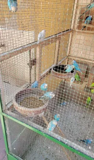 Australian Buggies Bird for Sale