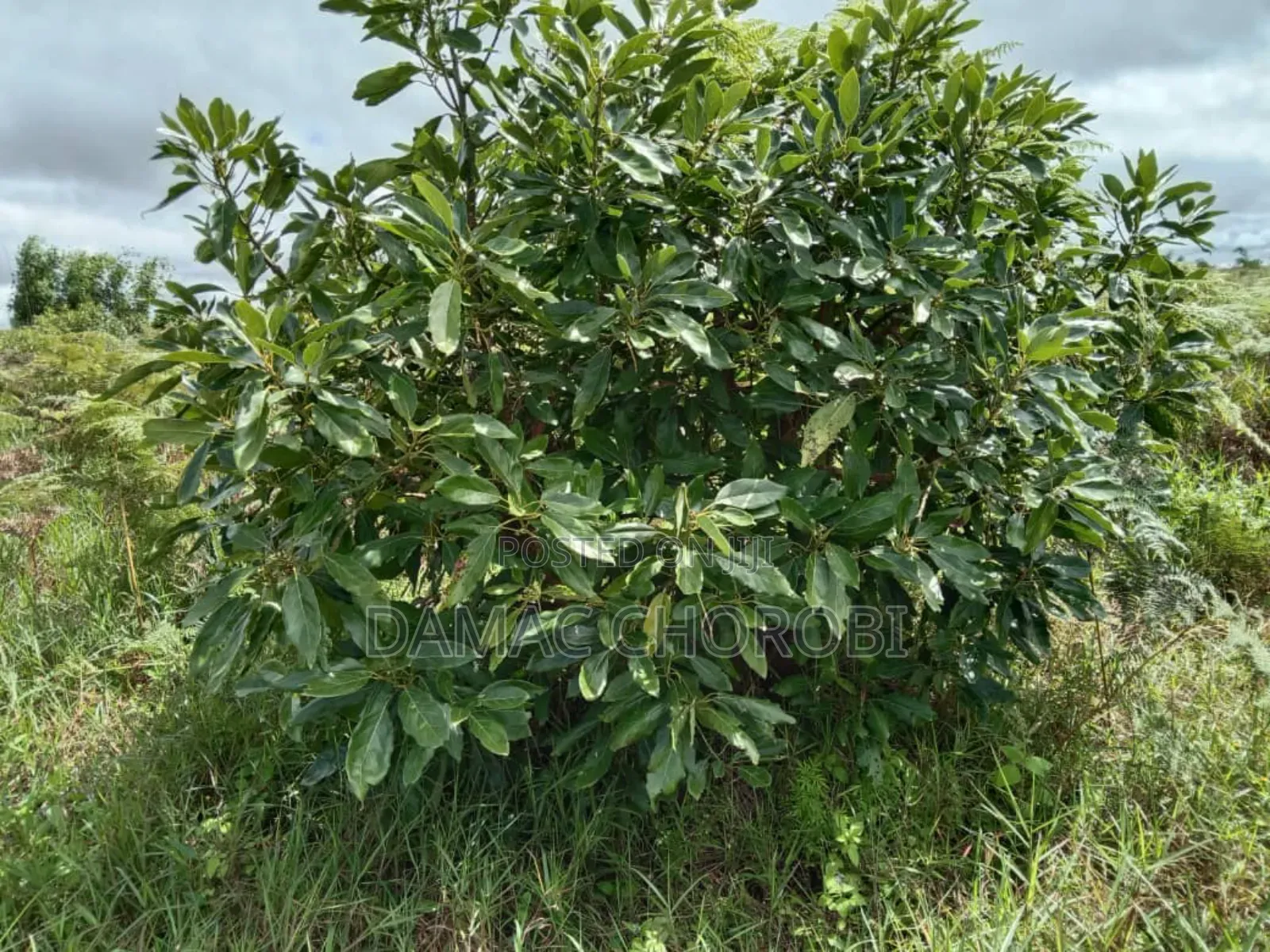Shamba La Palachichi (Avocado)For Sale
