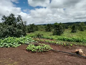 Shamba La Palachichi (Avocado)For Sale