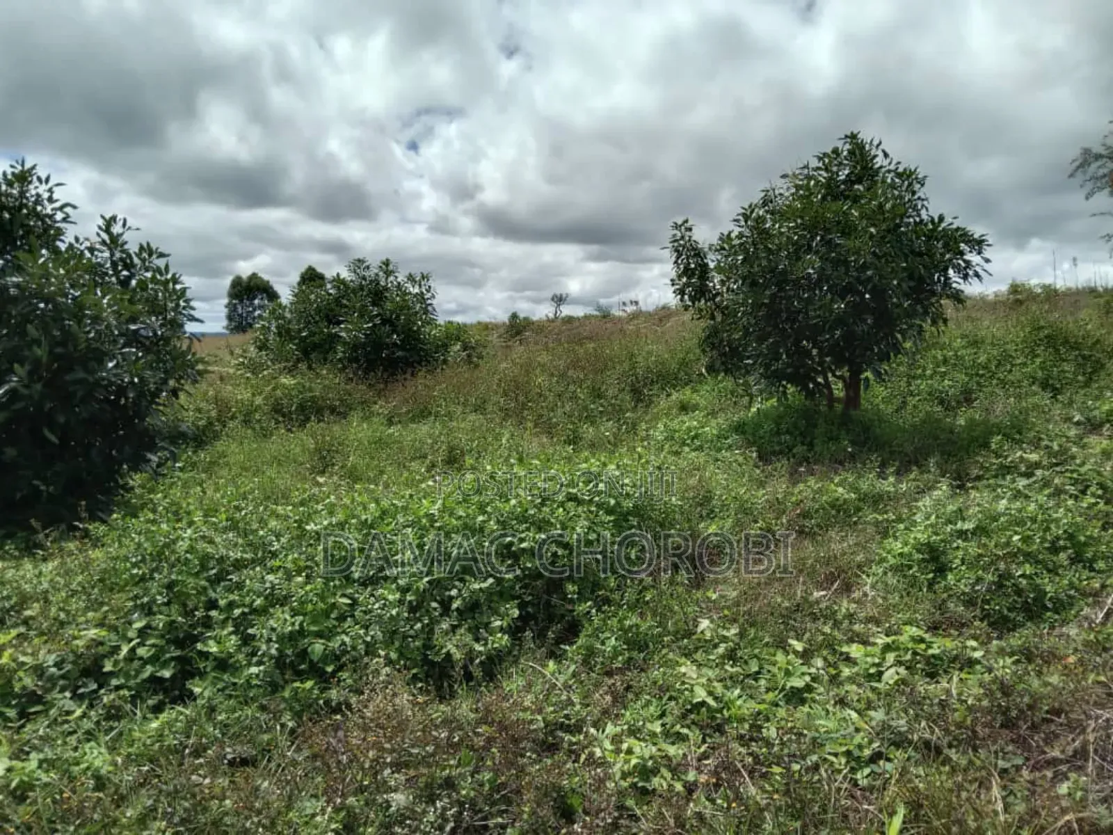 Shamba La Palachichi (Avocado)For Sale