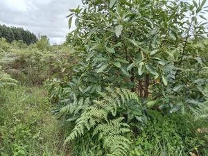 Shamba La Palachichi (Avocado)For Sale