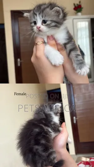 1-3 months Male Purebred Persian