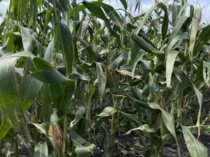 Shamba Linauzwa Kiwangwa Eka 30