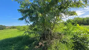 Beach Plot for Sale Mbweni JKT Block 7, Dar Es-Salaam