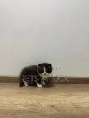 1-3 months Male Purebred Persian