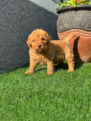 1-3 months Male Purebred Poodle