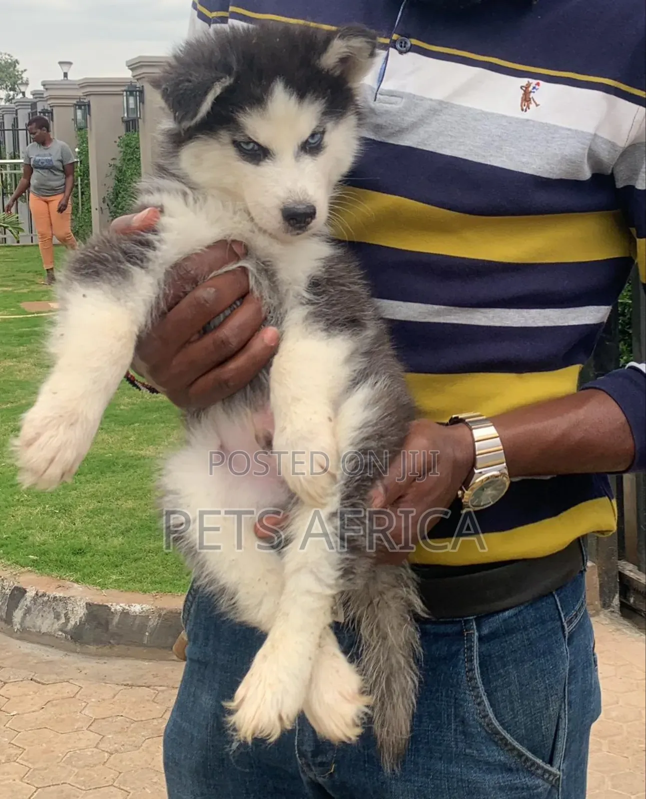 1-3 months Male Purebred Siberian Husky
