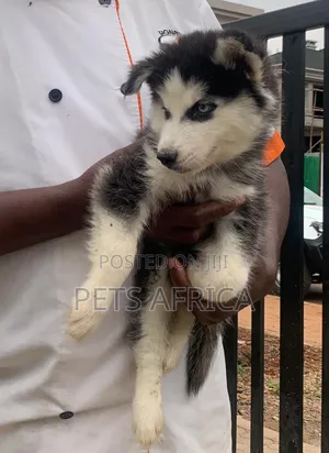 1-3 months Male Purebred Siberian Husky