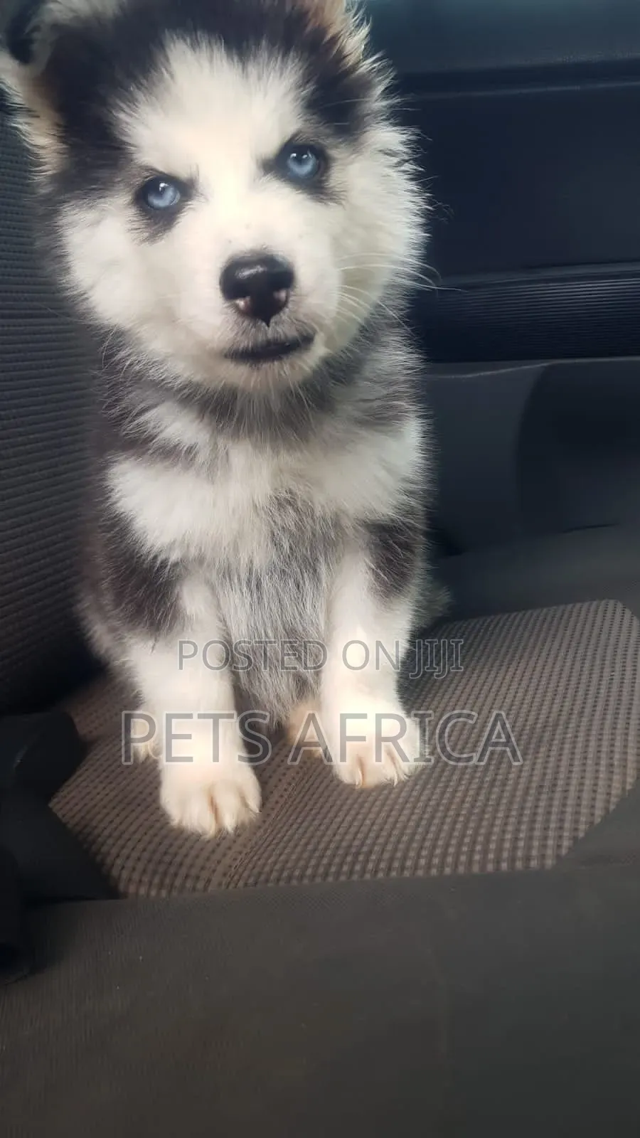 1-3 months Male Purebred Siberian Husky