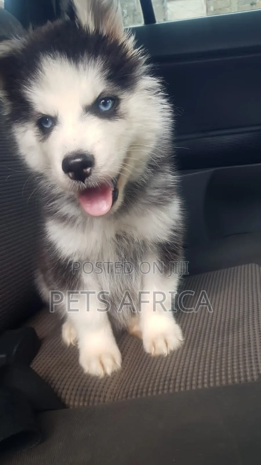 1-3 months Male Purebred Siberian Husky