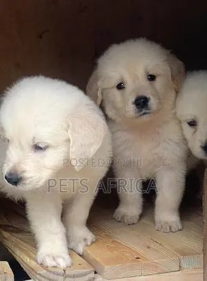 1-3 months Male Purebred Golden Retriever