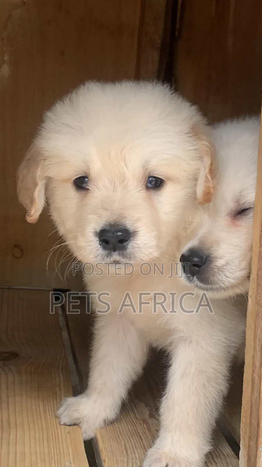 1-3 months Male Purebred Golden Retriever