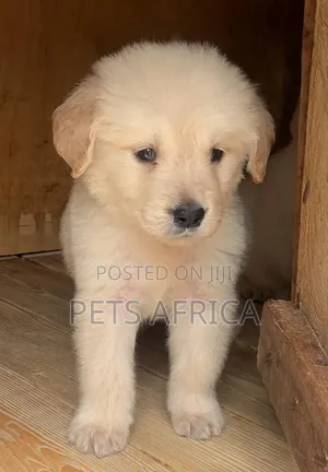 1-3 months Male Purebred Golden Retriever