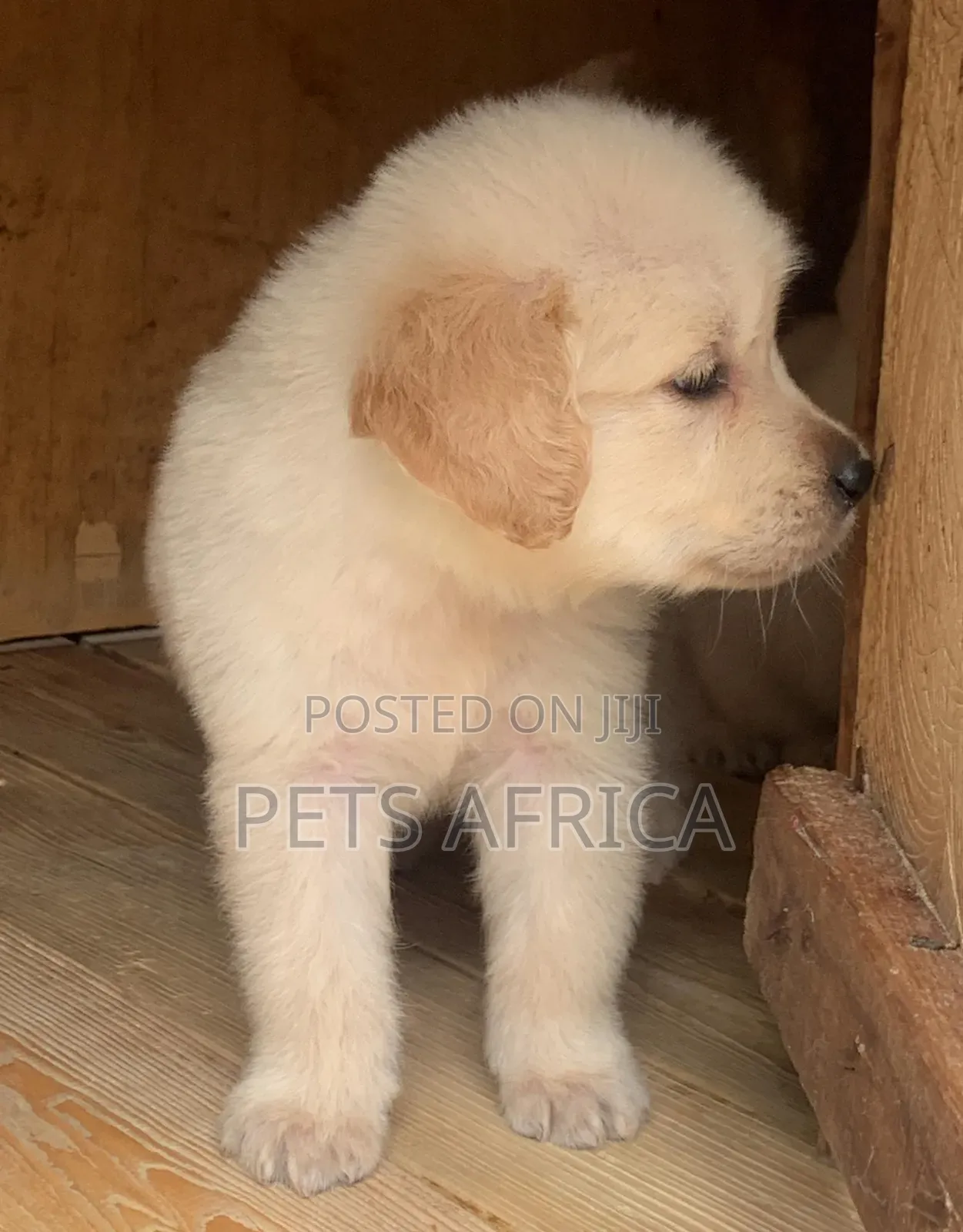 1-3 months Male Purebred Golden Retriever