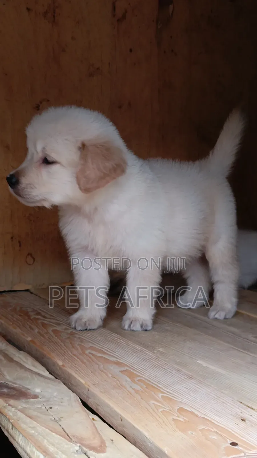 1-3 months Male Purebred Golden Retriever