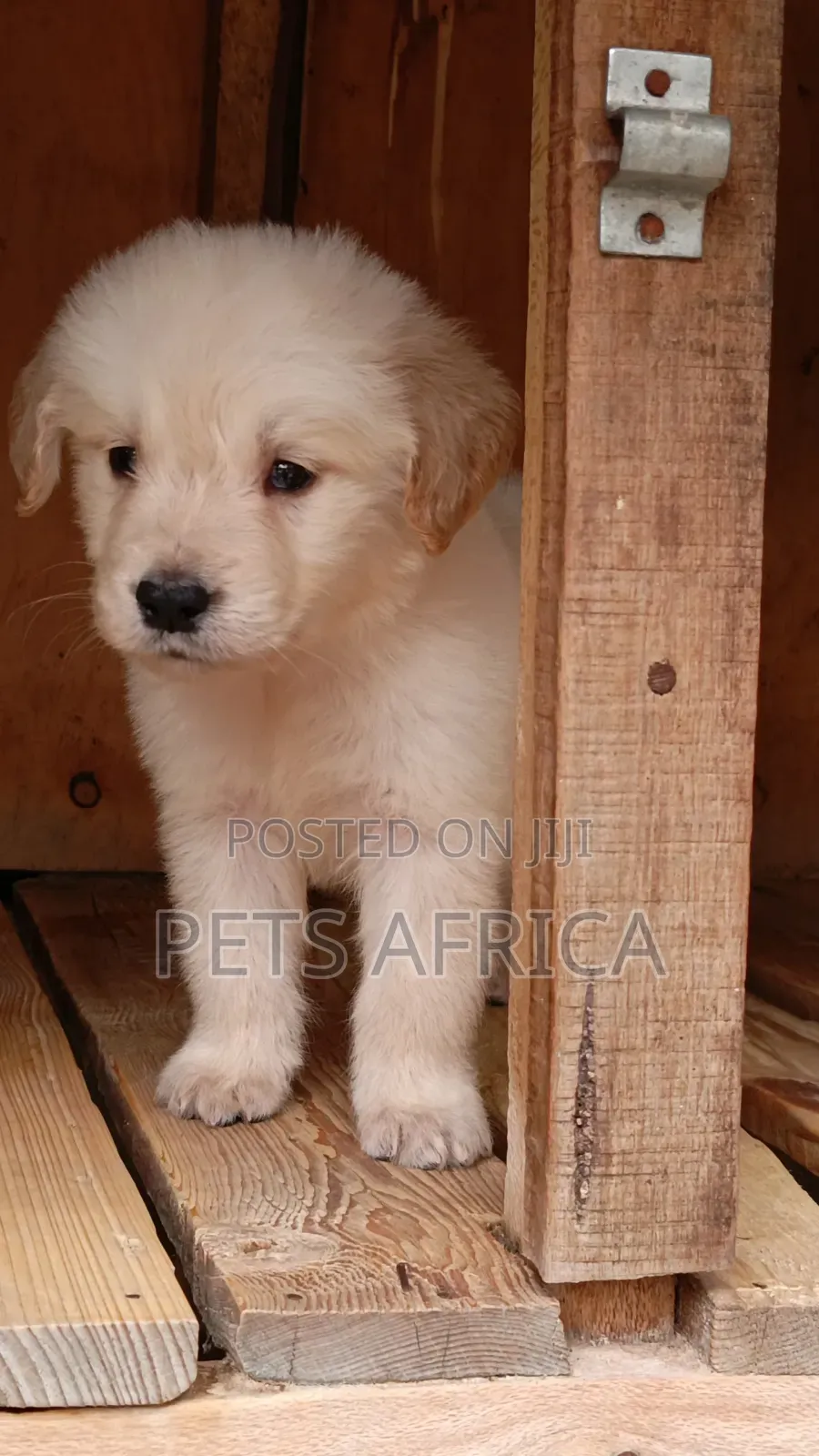 1-3 months Male Purebred Golden Retriever