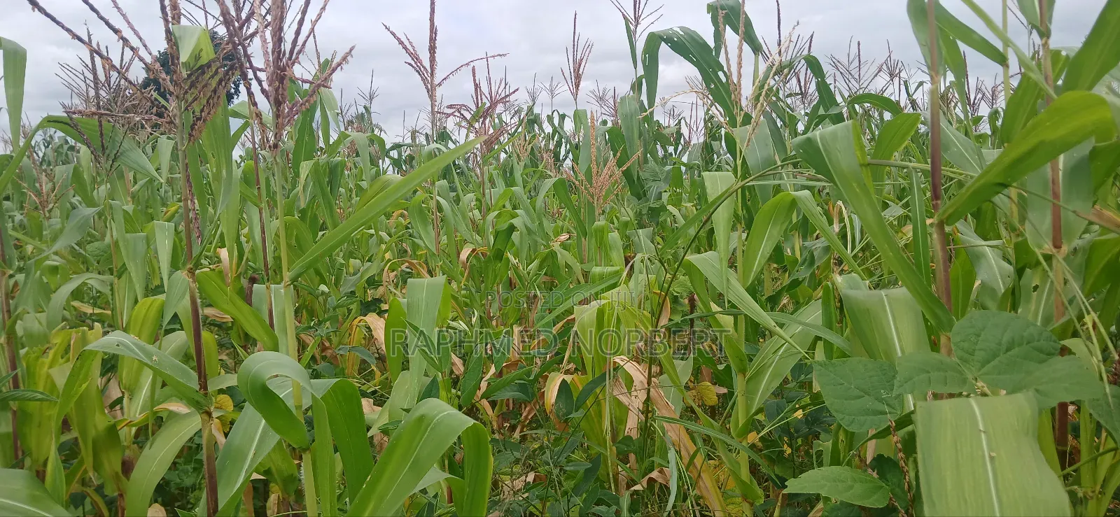 Farm for Sale at Kiserian-Mlangarini Area-Arusha-Tanzania