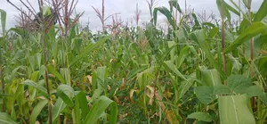 Farm for Sale at Kiserian-Mlangarini Area-Arusha-Tanzania