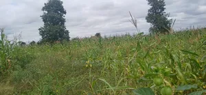 Farm for Sale at Kiserian-Mlangarini Area-Arusha-Tanzania